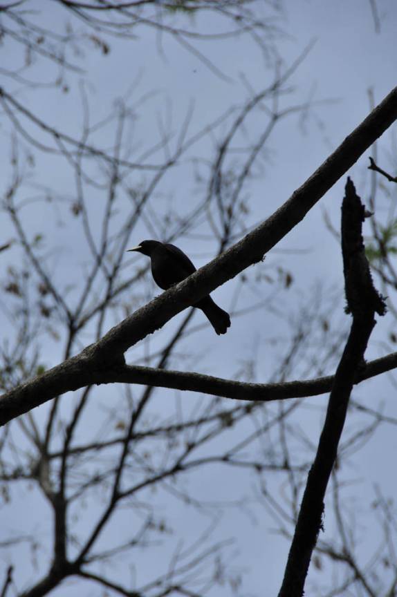 Uma das muitas espécies de pássaros que vive na região do Salto Yucumã, na fronteira entre Brasil e Argentina, no município de Derrubadas, no Rio Grande do Sul